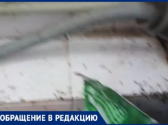 «Лада Дом совсем забыла о людях», - волжанин о нашествии муравьев