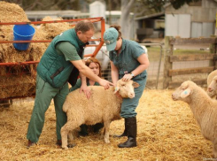 Местные животноводы могут получить грантовую поддержку