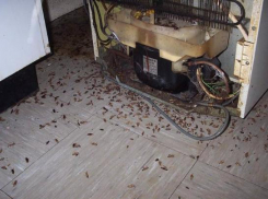 Волжан замучили тараканы и блохи