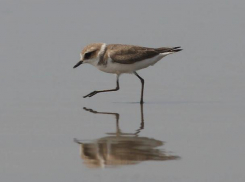 Морской зуек в регионе на грани вымирания