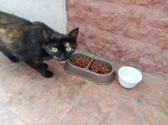 Кошки на страже закона: в Волжском городском суде развелись пушистые