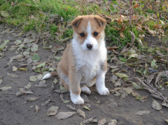 Народные приметы посулили волжанам теплый ноябрь 