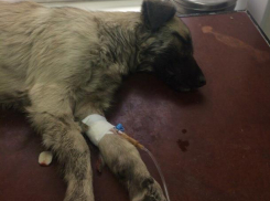 Урод ходил и всем хвастался, что отравил собаку, - волжанка