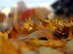 Волжские чиновники считают, что осенью листва должна гнить под ногами