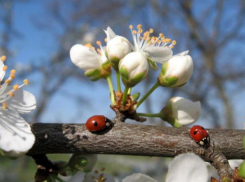Вторник для волжан будет теплым