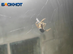 Гигантского паука обнаружила волжанка на своей даче: видео