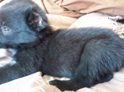 Под Волгоградом пьяные селяне отрезали щенку уши и хвост, чтобы тот вырос злым