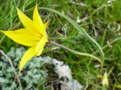 Окрестности Волжского взрываются цветом: распускаются дикие тюльпаны