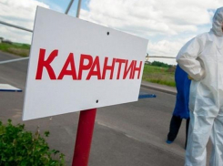 В Среднеахтубинском районе более восьми тысяч гектаров попало под карантин