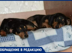 «Спасла песика»: под Волжским женщина поймала чужую собаку на улице и отдала новым хозяевам