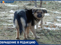 Стая чипированных собак едва не растерзала годовалого ребенка в Волжском