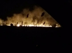 Из-за крупного ландшафтного пожара погибли обитатели волжских степей: ежики, мыши и хомяки