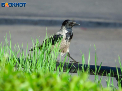 Рыбам нужен отпуск, а Рак создаст новые любовные отношения