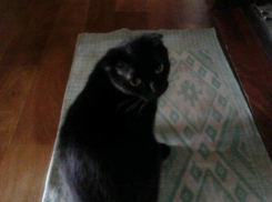 Недельные поиски Мони безрезультатны в Волжском