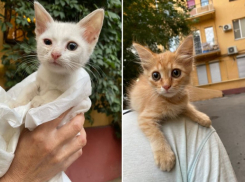 Двое маленьких котят ищут семью в Волжском