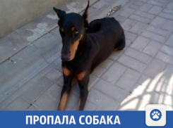 Волжане просят помочь в поисках собаки Киры