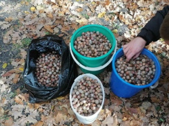 Время собирать желуди: более 1,5 тонн семян дуба посадят в питомнике под Волжским