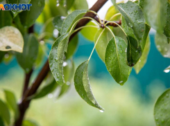 Небольшой дождь пройдет во вторник в Волжском: прогноз погоды