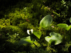 Змей трава может отравить табун лошадей