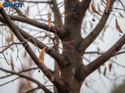 Сойкин день: древние приметы, тайные обряды и запреты