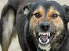 О профилактике бешенства животных рассказали волжанам