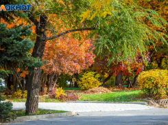 Итоги «зеленой акции» в Волжском: в городе появилось несколько тысяч новых насаждений 