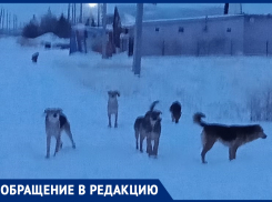 «Каждое утро идем в «садик» и боимся, что нас загрызут собаки», - волжанка