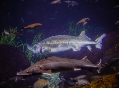 Волга пополнилась мальками осетра