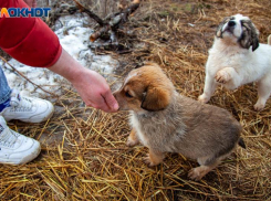 В Волжском пункты вакцинации животных от бешенства открылись в УК