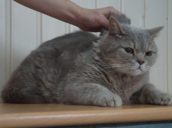 Волжан просят спасти породистых котов: жестокие хозяева отдали их на усыпление