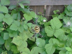 Обеспокоенные волжане делятся фотографиями паука-осы в социальных сетях: опасен ли он