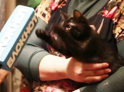 Ребенка на пожаре в многоэтажке Волжского спас котенок, которого они подобрали на улице