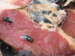Волжан кормят колбасой из протухших продуктов