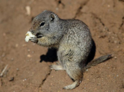 «Суслики - похожи на белочек, только живут на земле»,- Татьяна Комлева