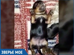 Няшный щенок йорка позабавил волжанку своим сном