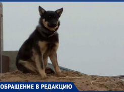 Хозяева просят помочь в поиске хвостатого друга