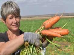В Волгоградской области ведется уборка овощных культур