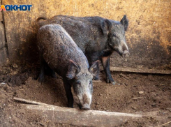 В Волжском введен карантин: в магазинах обнаружили зараженное мясо