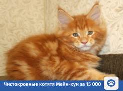 Питомник продает котят Мейн-кун с высокой родословной