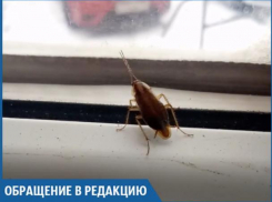 Усатые тараканы бегают по магазину «Суши VIP», - волжанка