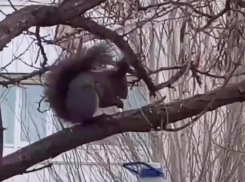 В Волжском обнаружили белку