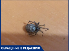 «Пауки приползли зимовать», - волжанка 