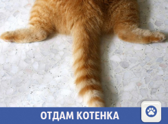 Чудесного котенка отдадут в добрые руки в Волжском