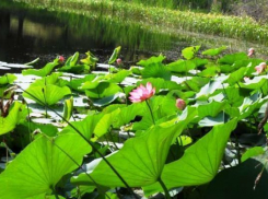 Маловодье-2015: русла рек расчистят, а в озера закачают воду