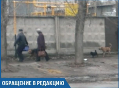 Мне страшно ходить по улице из-за бродячих собак около школы, - волжанка