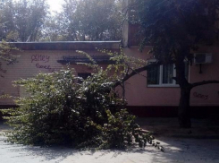 Шквалистый ветер принес в Волжский песчаную бурю и поваленные деревья