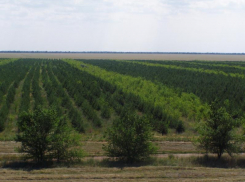 Волгоградские лесничества получают новую технику для сохранения лесов