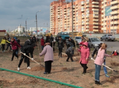 В Волжском в 38 микрорайоне появилась кленовая аллея 