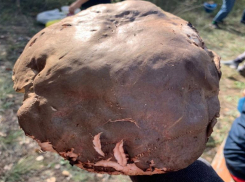 Гриб весом 1,1 килограмм стал рекордсменом  Волгоградской области