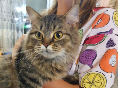 Потрепанные судьбой котята ищут новые семьи в Волжском